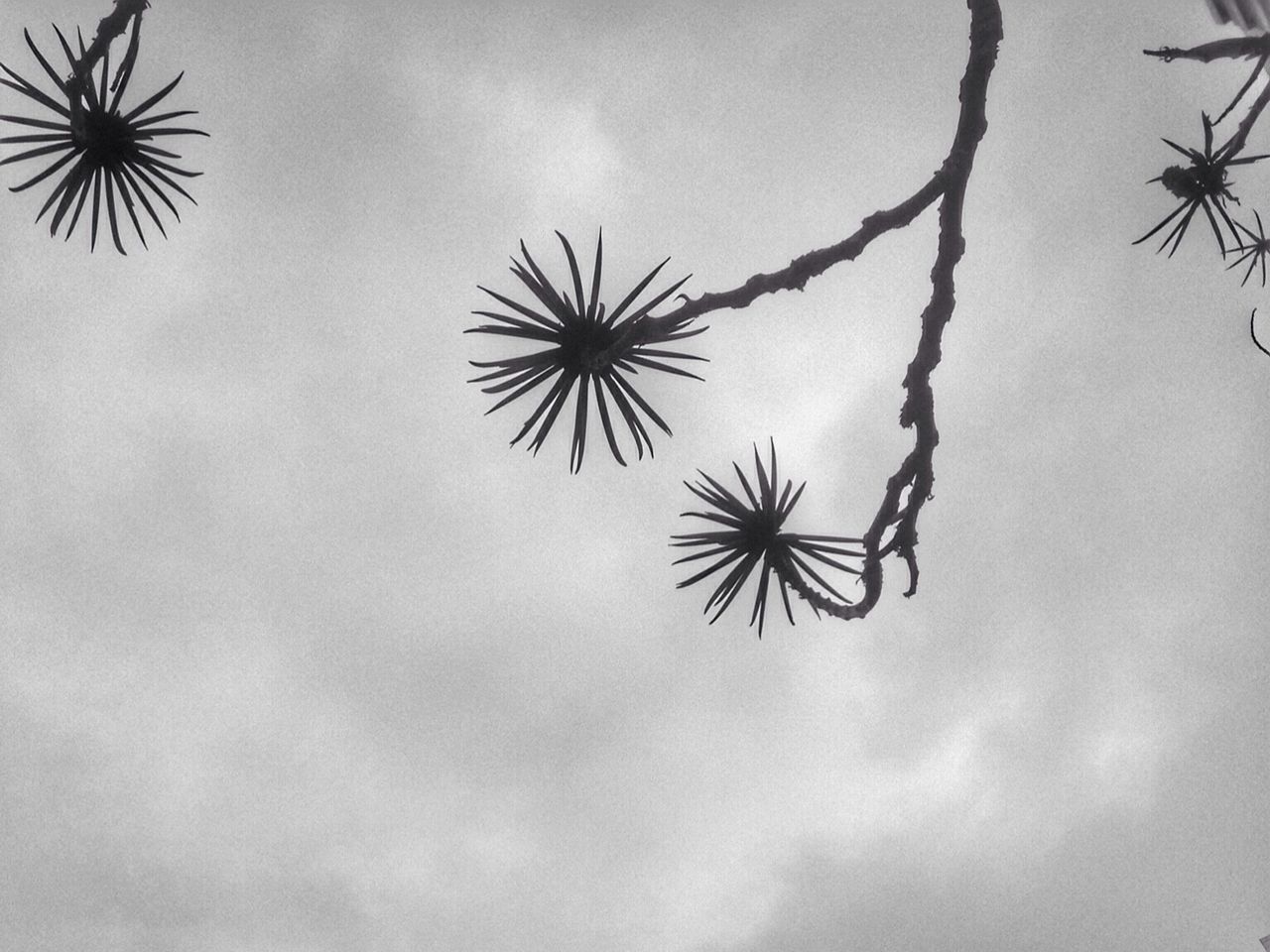 CLOSE-UP OF PLANTS AGAINST SKY