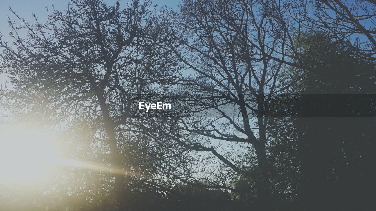 Low angle view of bare trees against sky