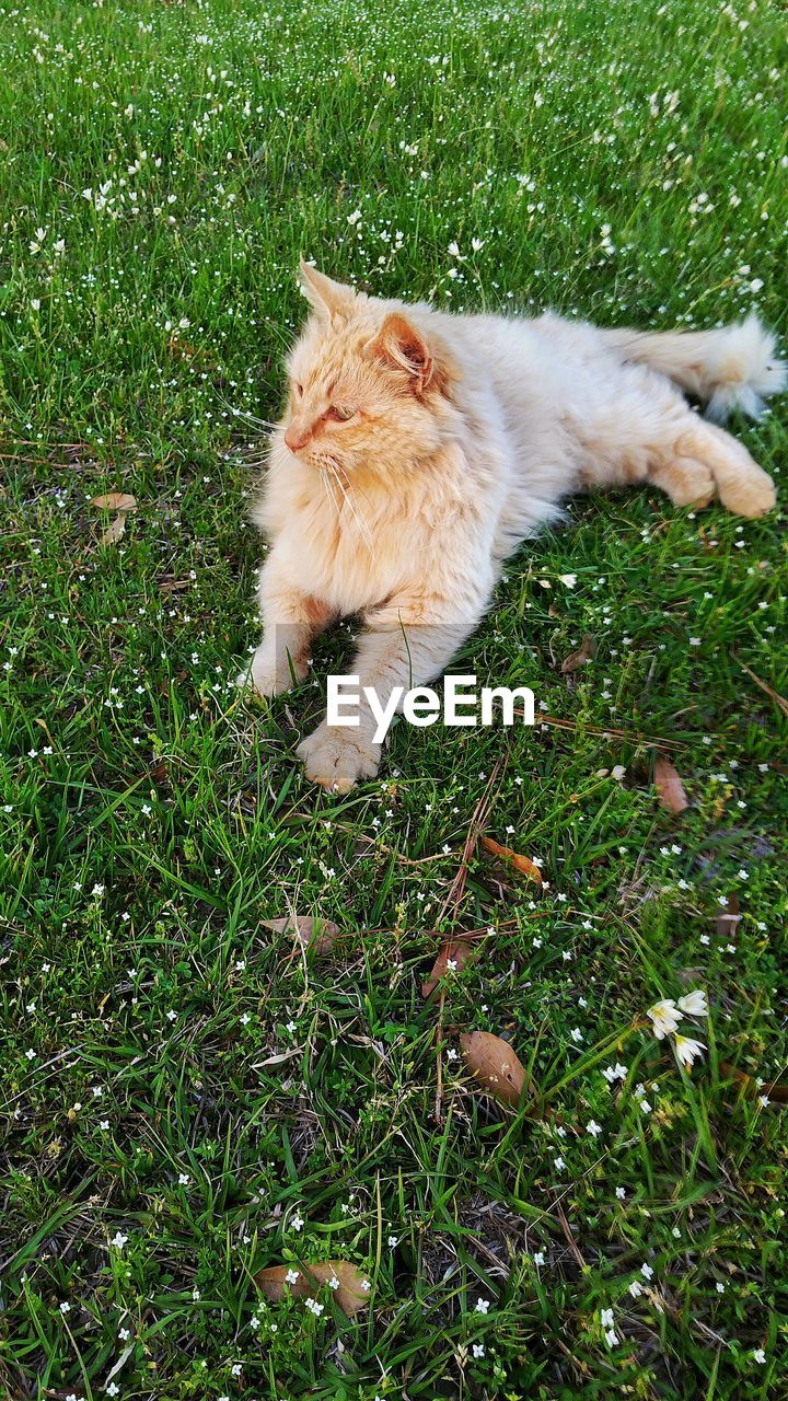 Cat lying on grassy field