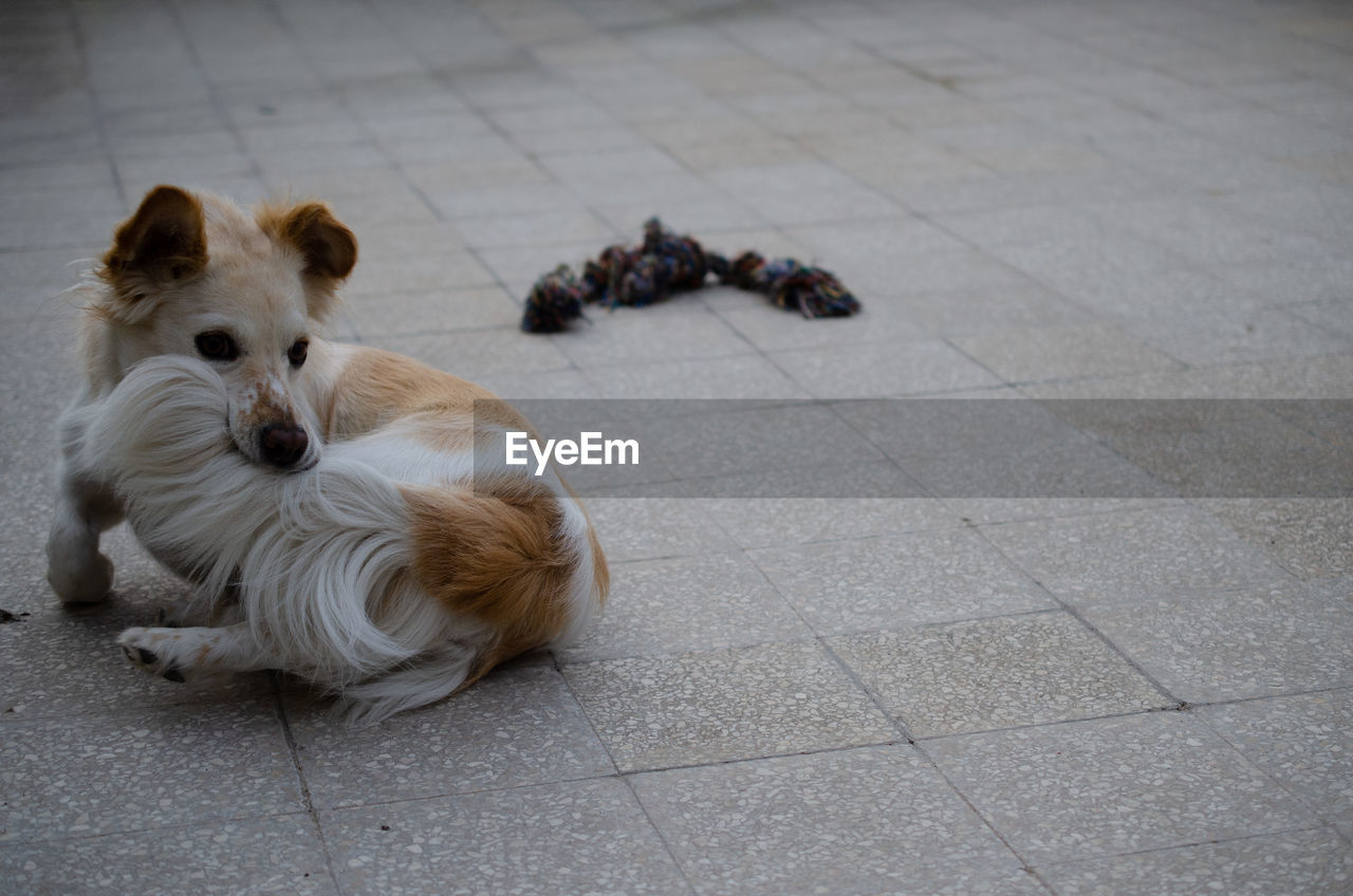 HIGH ANGLE VIEW OF DOG ON FOOTPATH