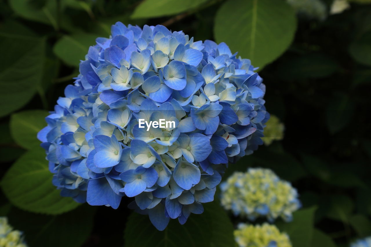 CLOSE-UP OF PURPLE HYDRANGEA BLUE FLOWERS