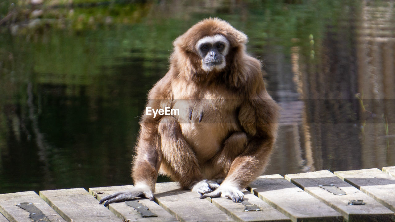 Ape sitting on wood