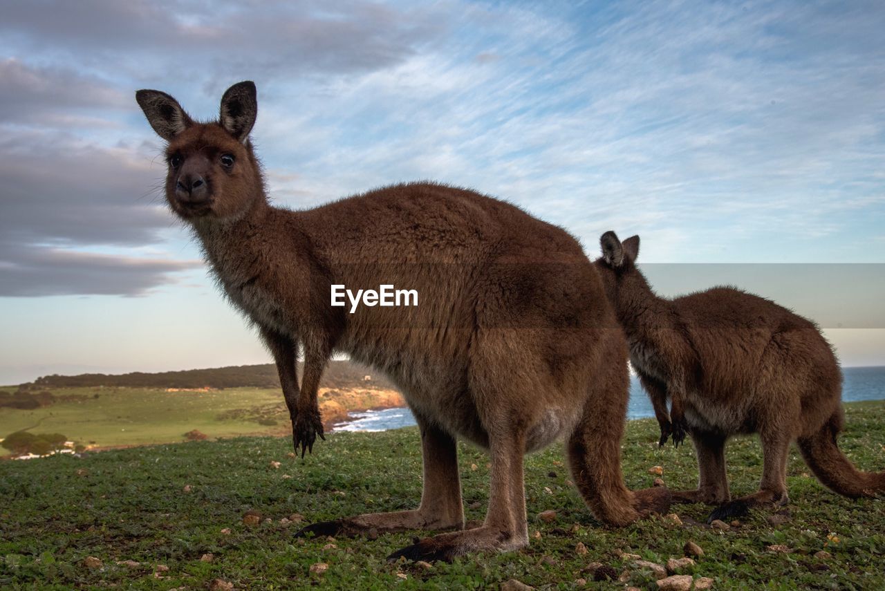 Portrait of kangaroo on field