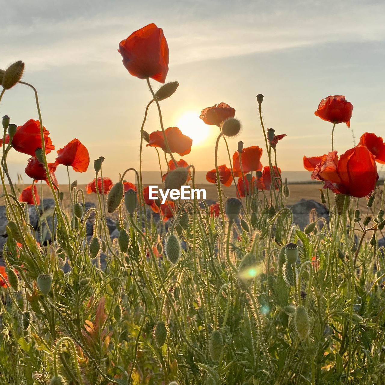 plant, flower, red, poppy, nature, beauty in nature, flowering plant, sky, land, field, landscape, freshness, growth, environment, cloud, sunset, no people, grass, rural scene, meadow, wildflower, sunlight, tranquility, outdoors, flower head, petal, scenics - nature, summer, inflorescence, agriculture, springtime, fragility, tranquil scene, non-urban scene, day, back lit, plain, close-up, multi colored, sun, idyllic