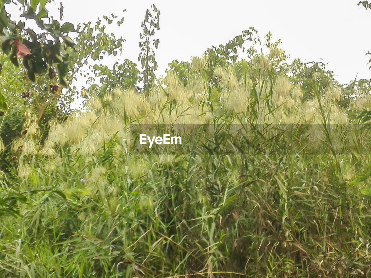 PLANTS GROWING ON FIELD