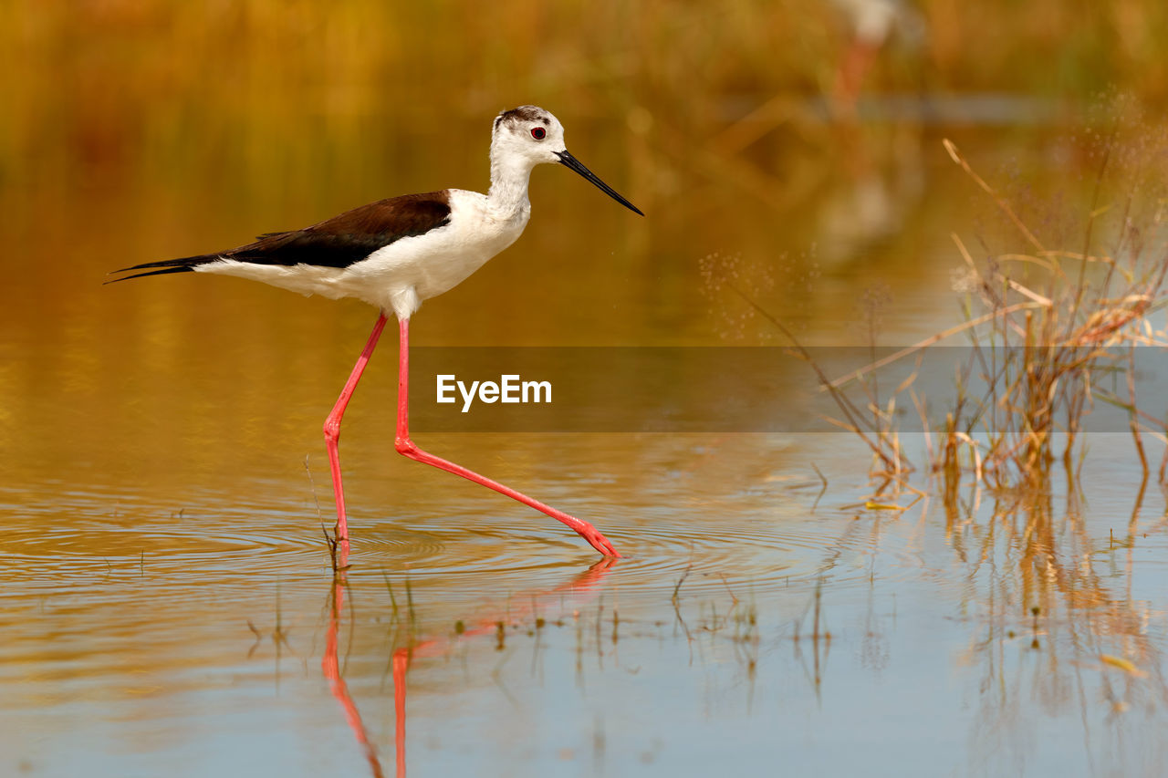 SIDE VIEW OF BIRD IN LAKE