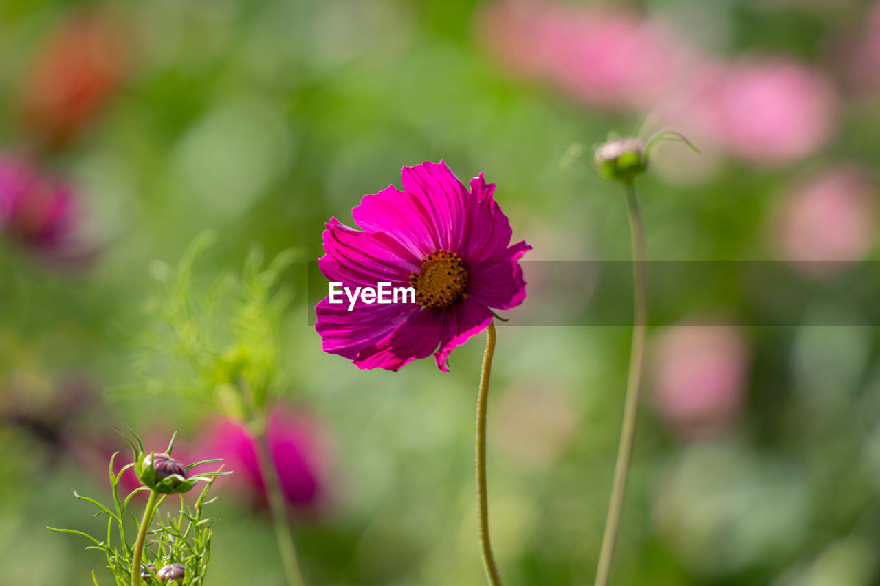 CLOSE-UP OF PINK FLOWER