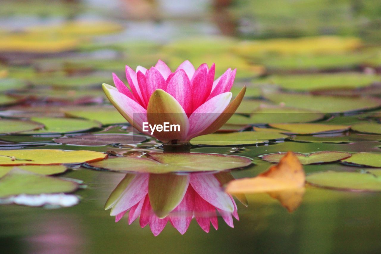 Close-up of pink water lily in pond