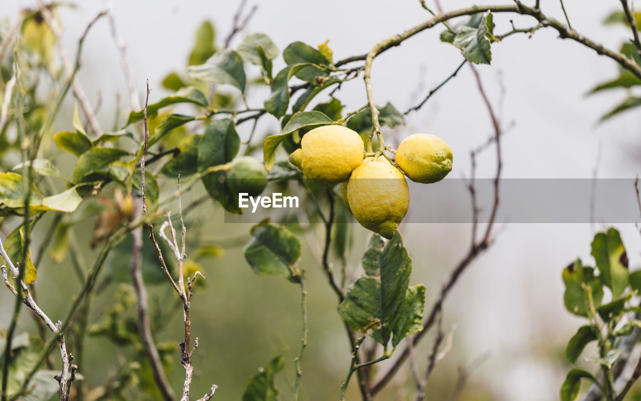 Close-up of lemons growing on tree