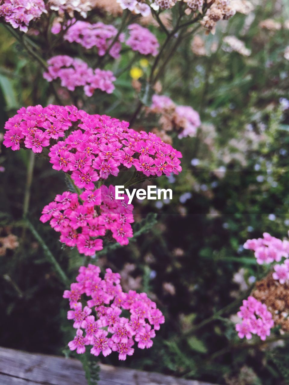 CLOSE-UP OF PINK FLOWERS IN PARK