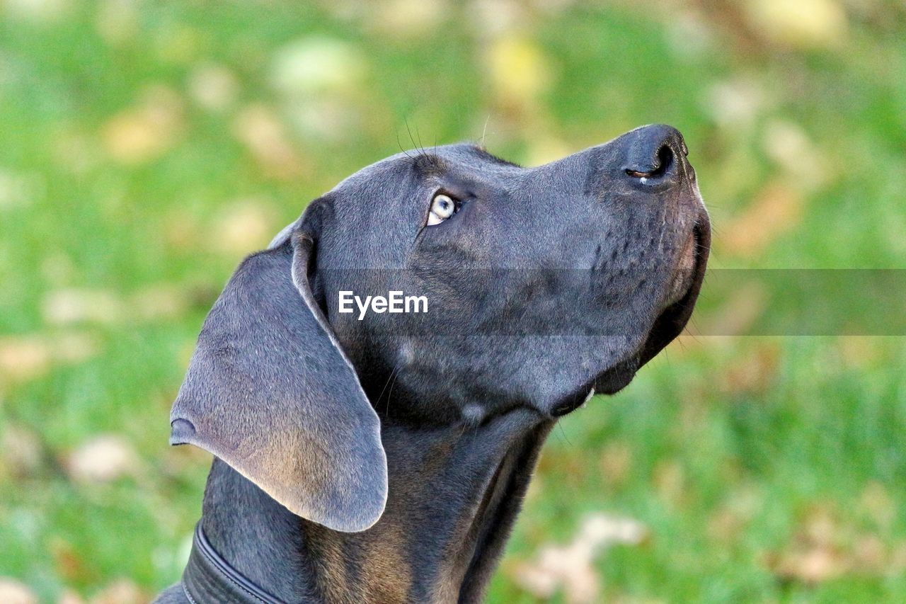 Close-up of dog on field