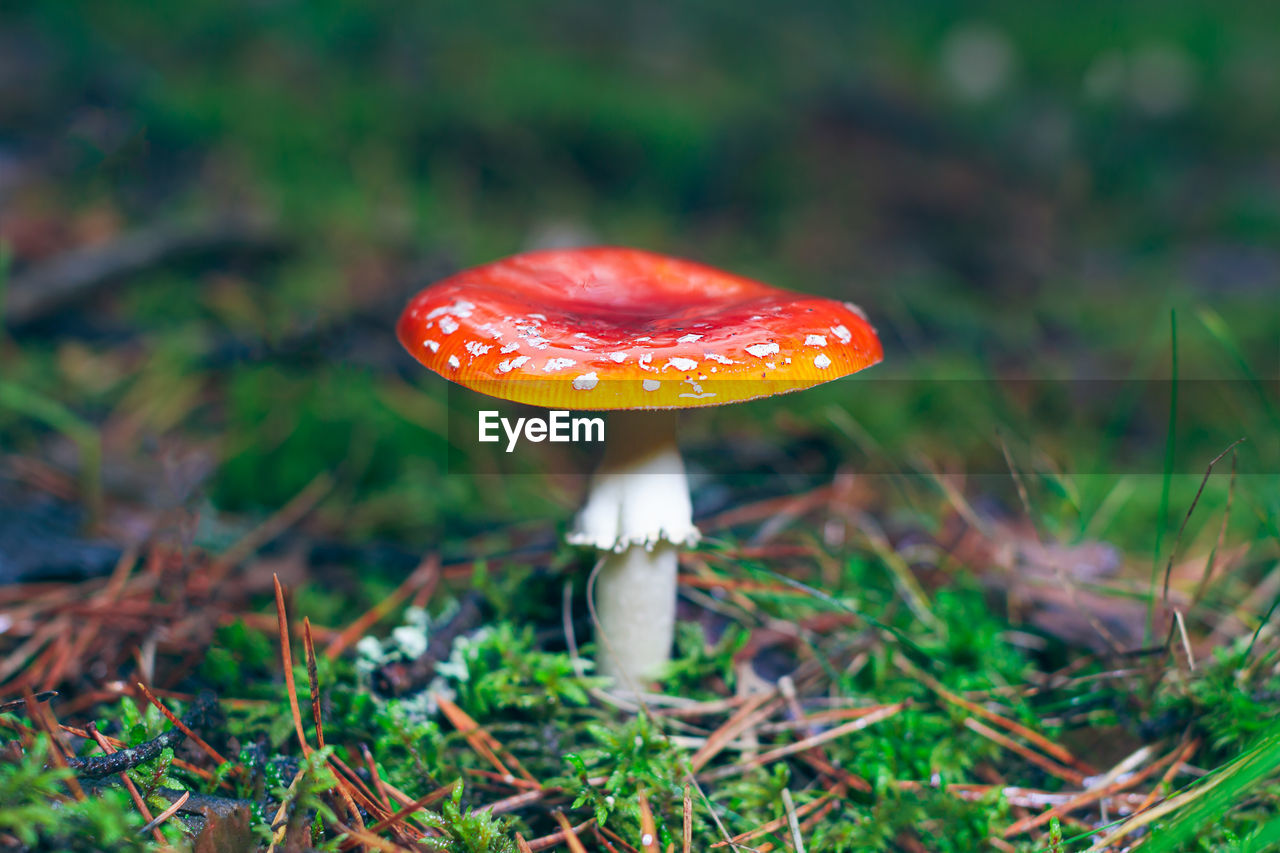 close-up of fly agaric mushroom
