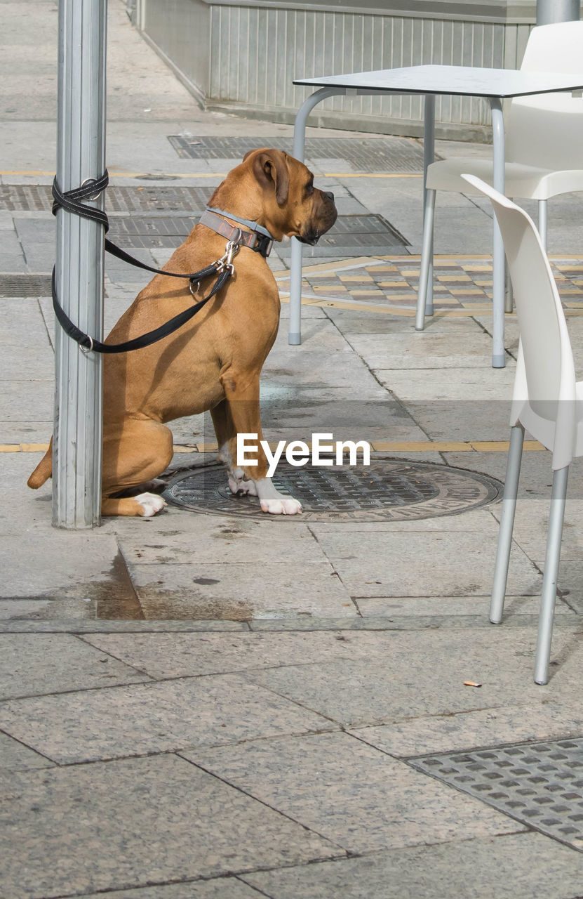 CLOSE-UP OF DOG AGAINST WALL