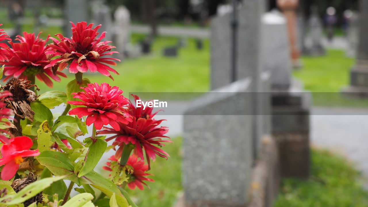plant, flower, flowering plant, cemetery, grave, nature, tombstone, beauty in nature, death, focus on foreground, freshness, red, day, close-up, no people, outdoors, growth, stone, memorial, fragility, sadness, grief, garden, architecture, flower head, grass