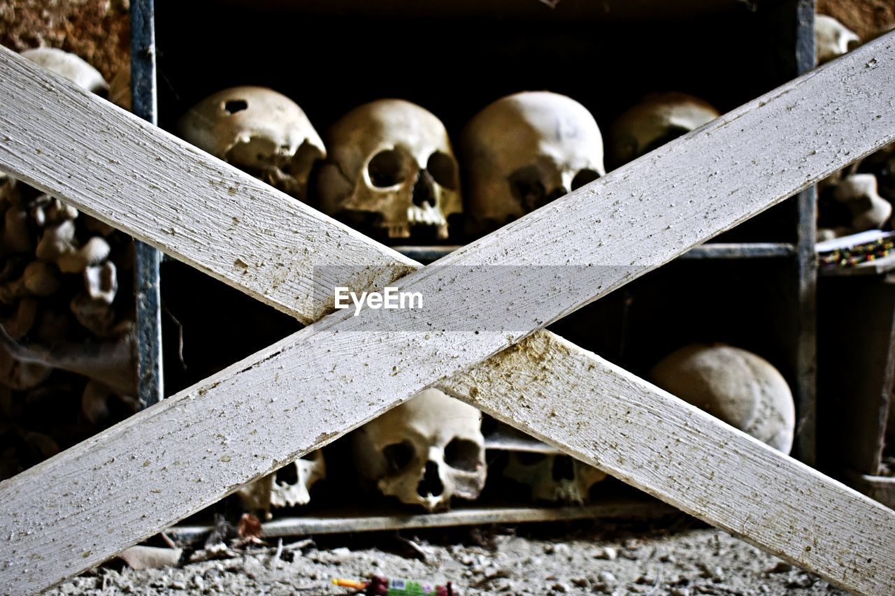 Human skull in shelf