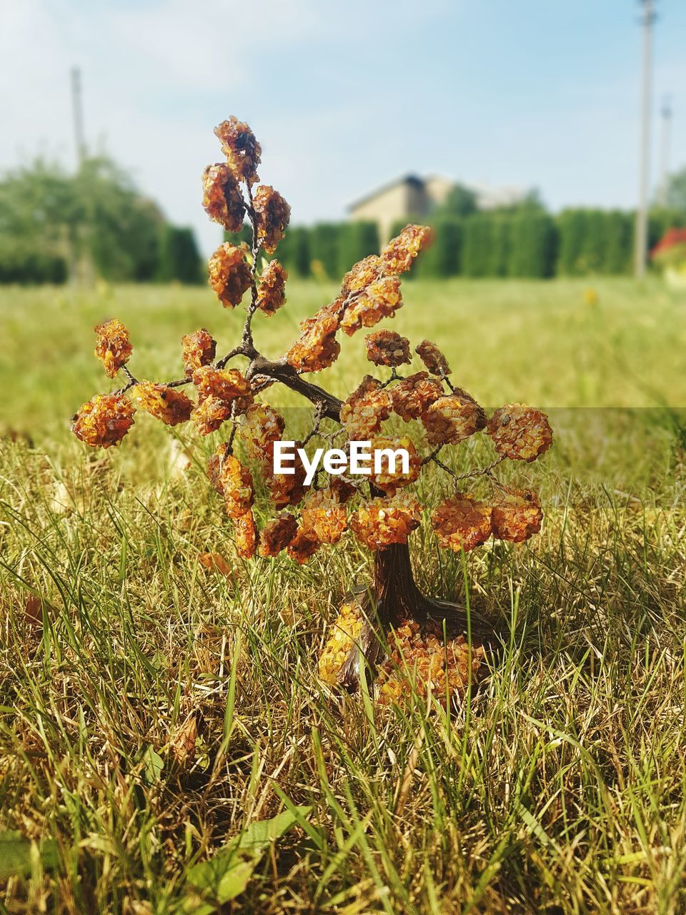 CLOSE-UP OF FRESH PLANTS ON FIELD