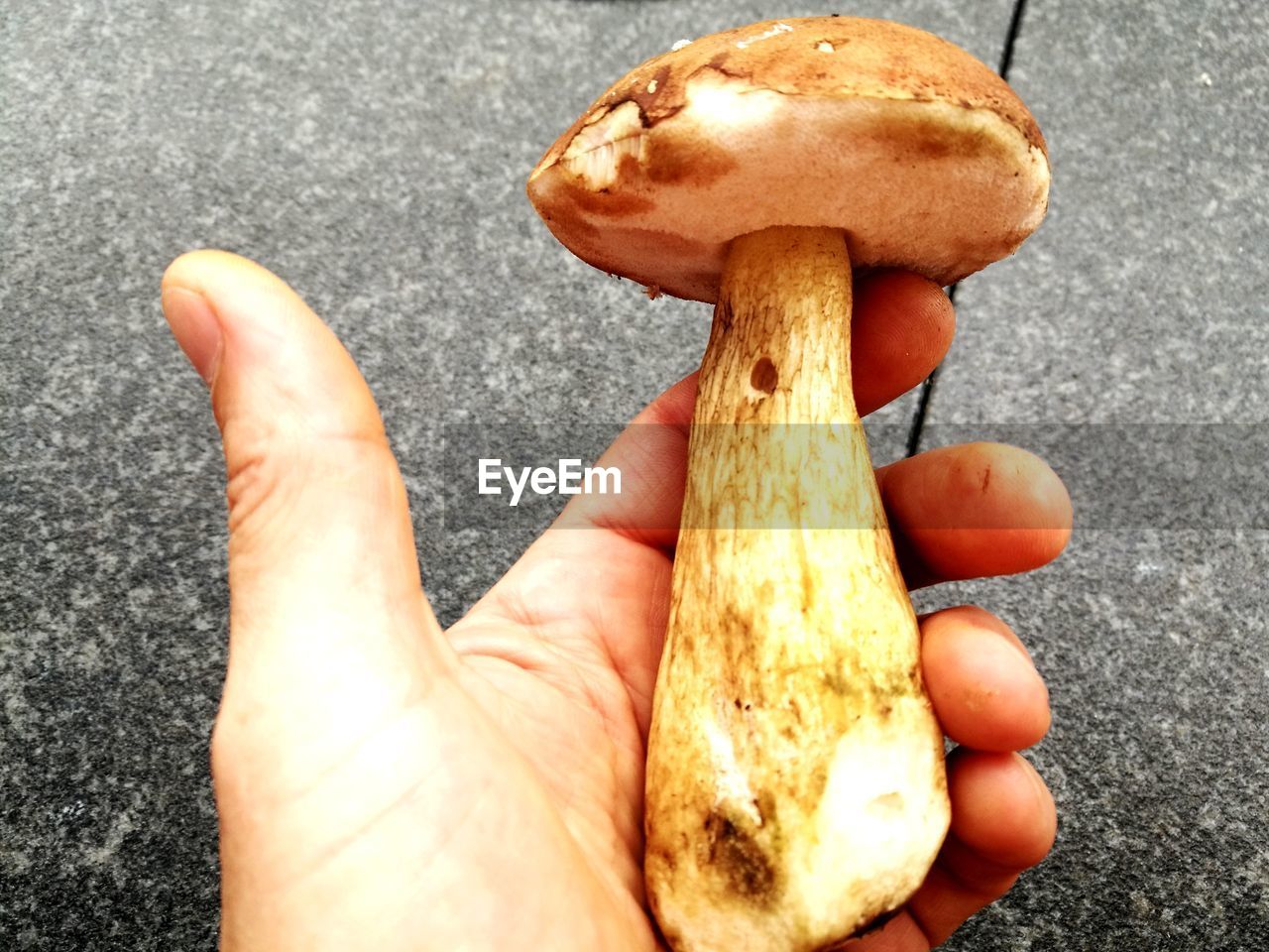 CLOSE-UP OF A HAND HOLDING MUSHROOMS