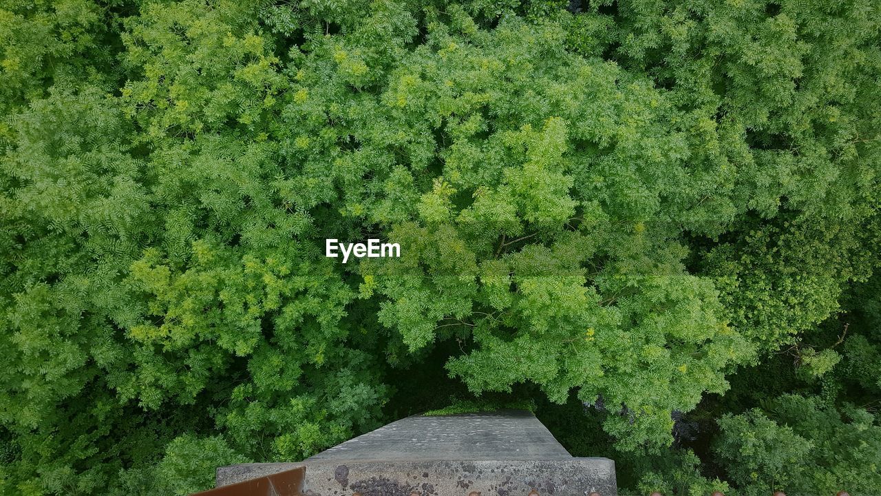 PLANTS AND TREES GROWING ON PLANT