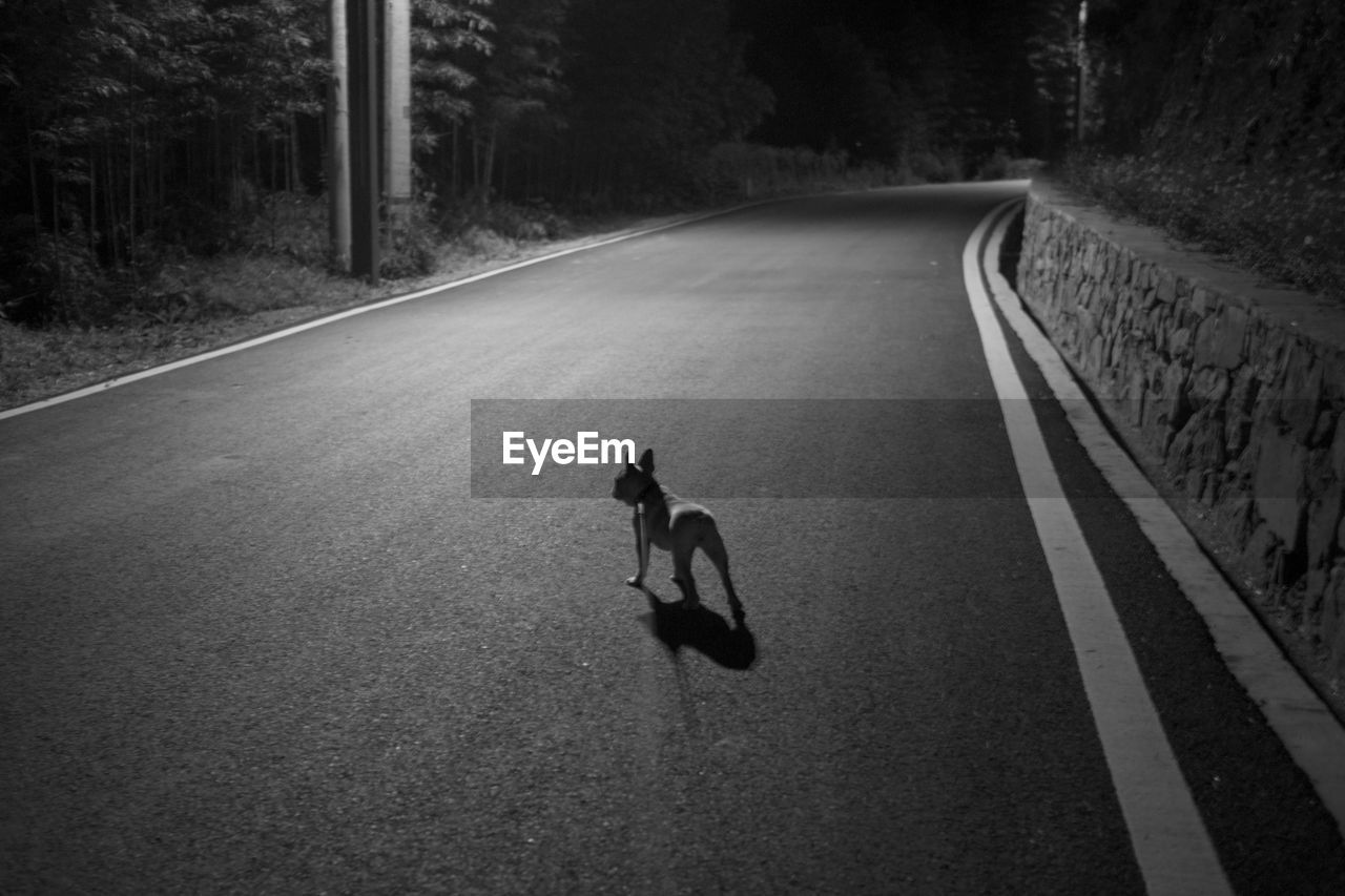 VIEW OF DOG ON ROAD BY CAR