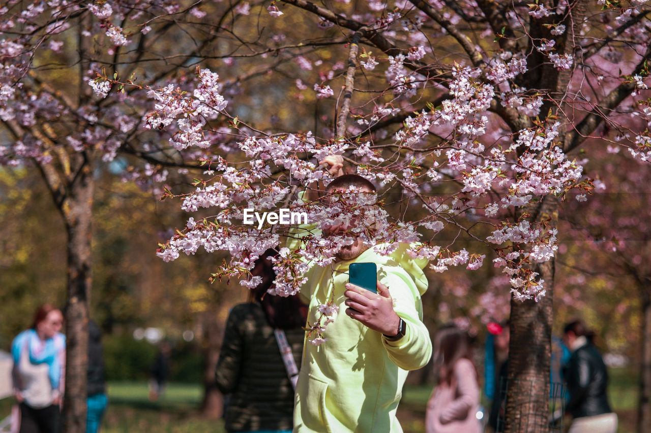 Low angle view of pink cherry blossom tree