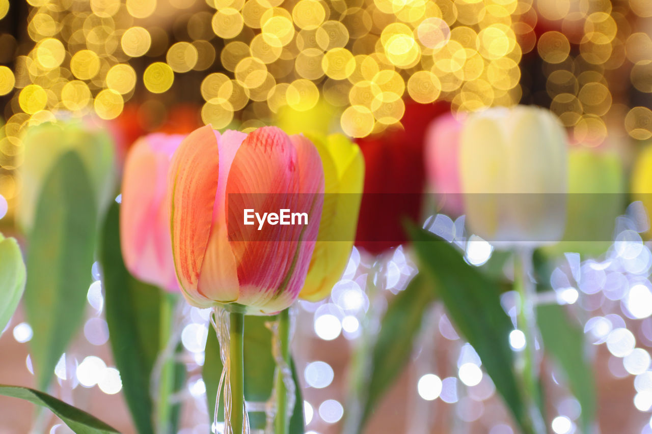 Close-up of pink tulips