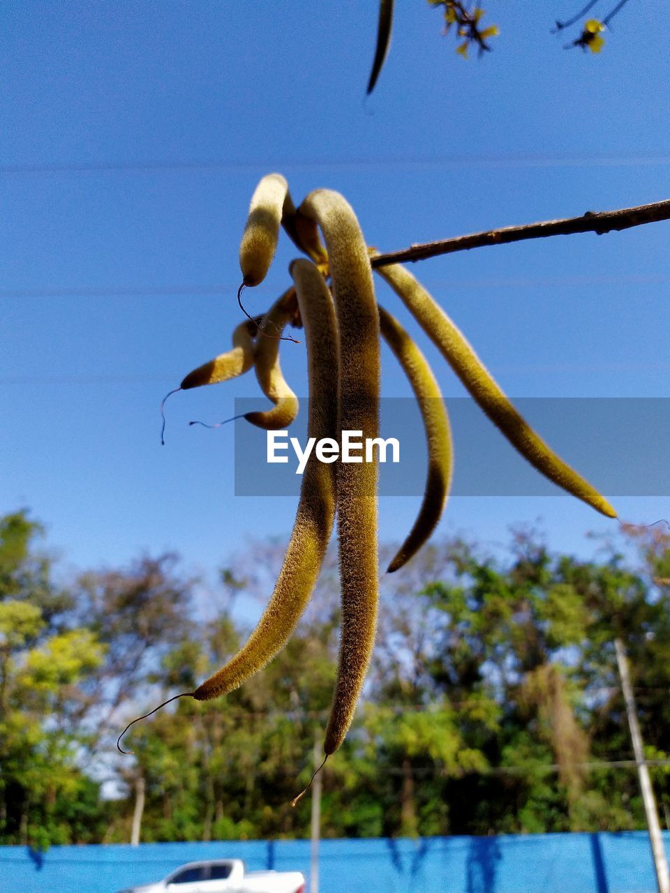 LOW ANGLE VIEW OF A PLANT AGAINST SKY