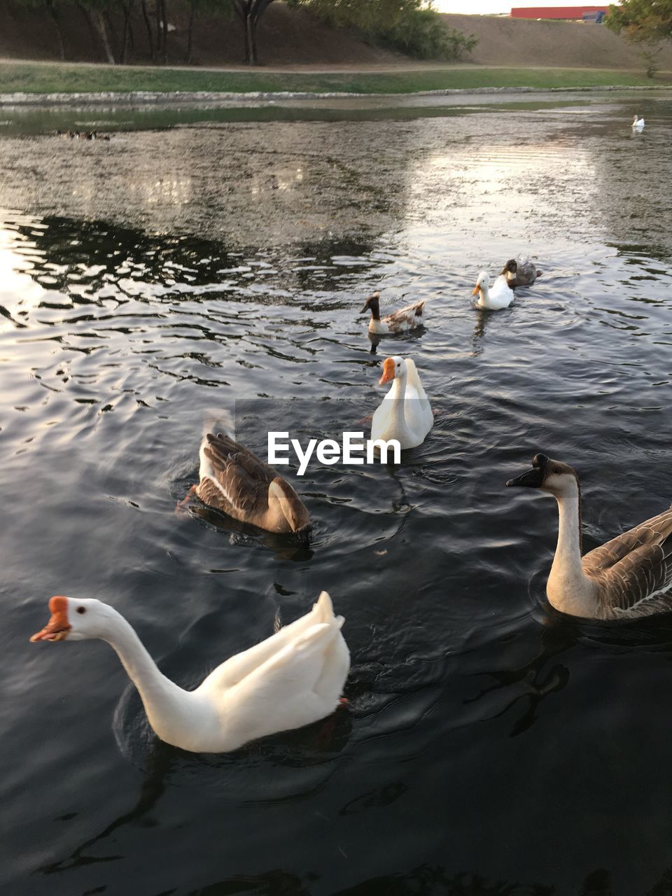 SWANS IN LAKE