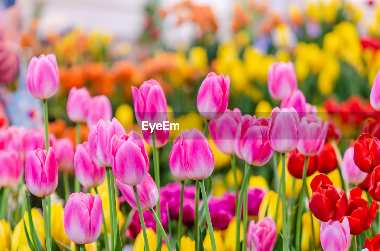 Close-up of pink tulips on field