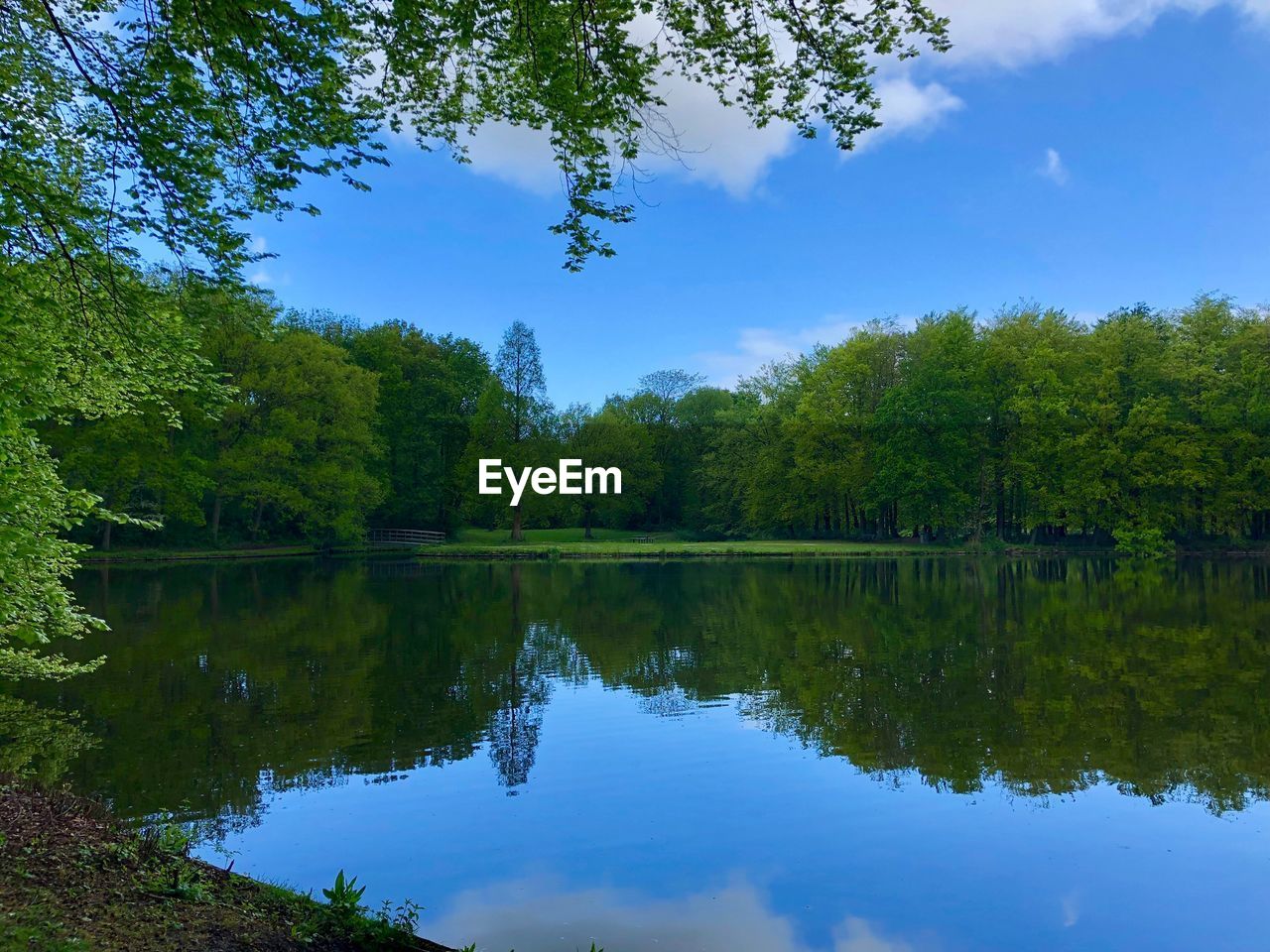 Scenic view of lake by trees against sky