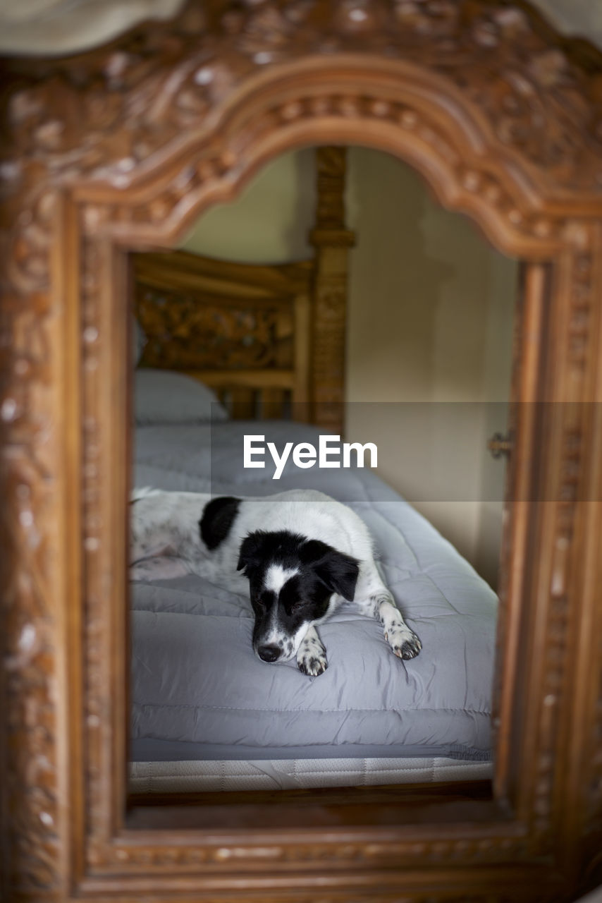 CLOSE-UP OF DOG IN ROOM