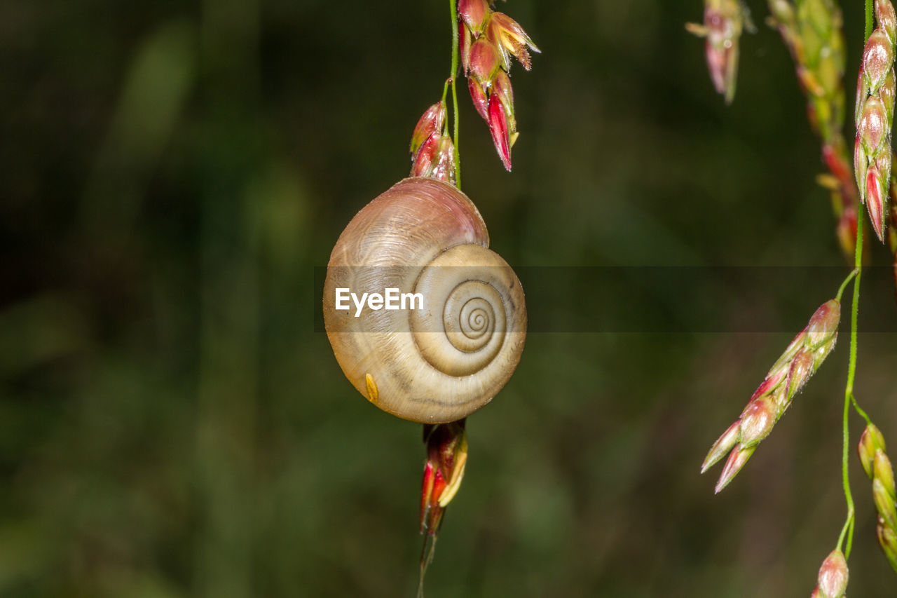 Close-up of snail on plant