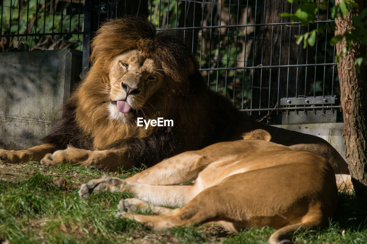 CATS RELAXING IN ZOO