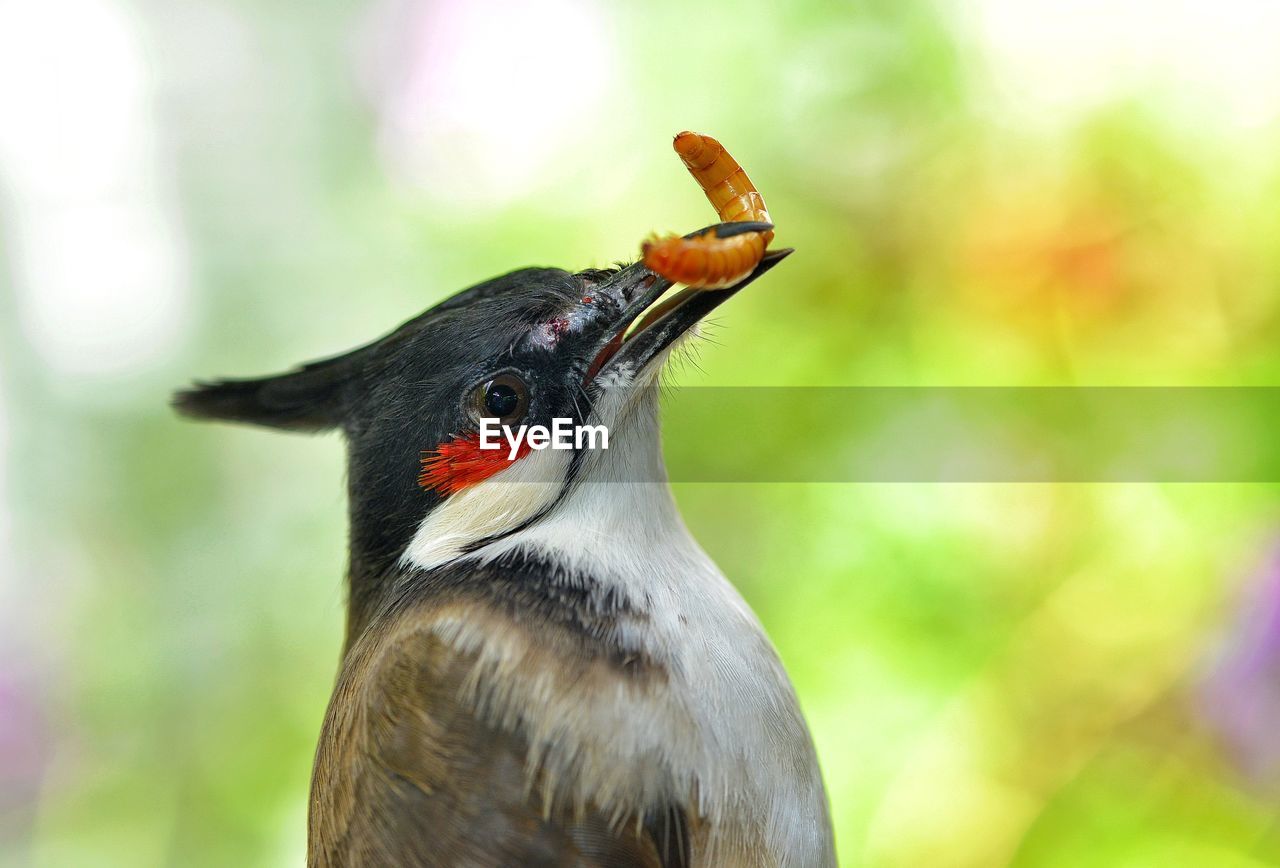 Close-up of a bird looking away