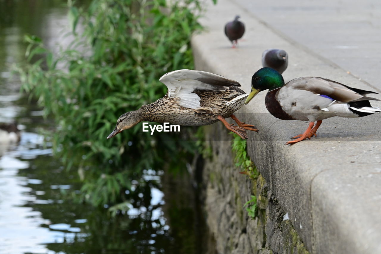 duck, bird, animal themes, animal, animal wildlife, wildlife, mallard, ducks, geese and swans, water bird, group of animals, water, mallard duck, poultry, nature, two animals, lake, no people, day, outdoors