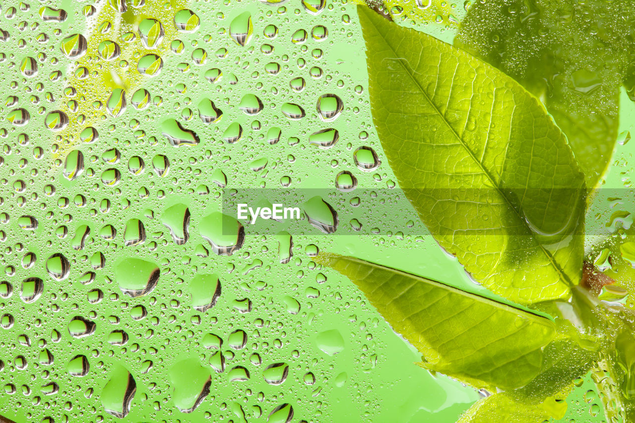 FULL FRAME SHOT OF WET LEAVES