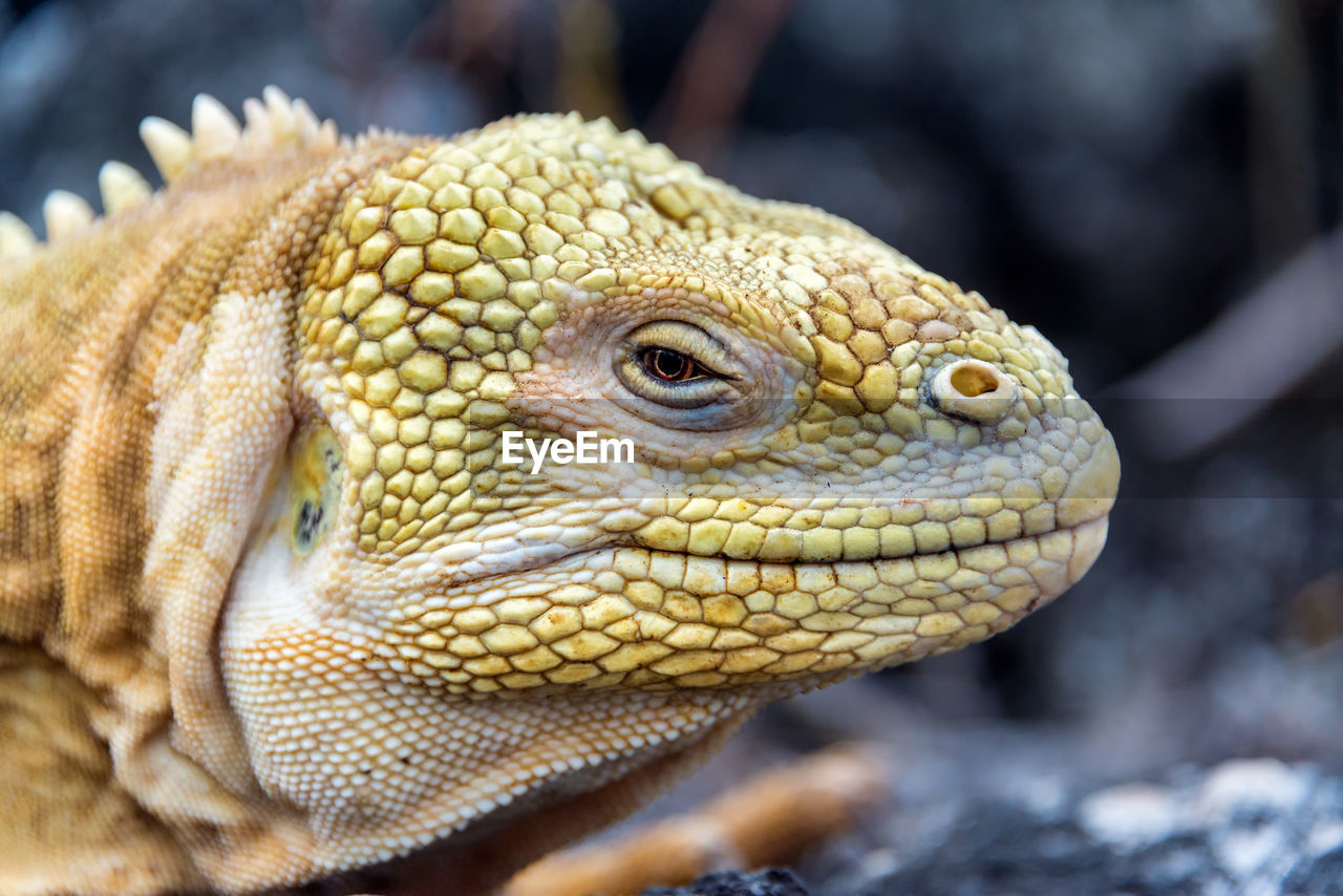Close-up of iguana on isabela island