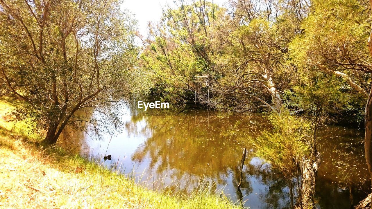 REFLECTION OF TREES ON LAKE IN FOREST