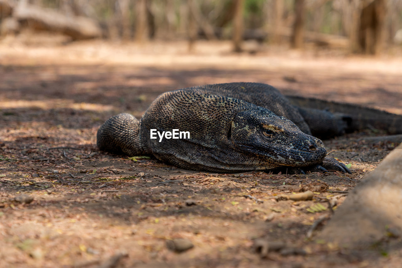 CLOSE-UP OF TURTLE ON LAND