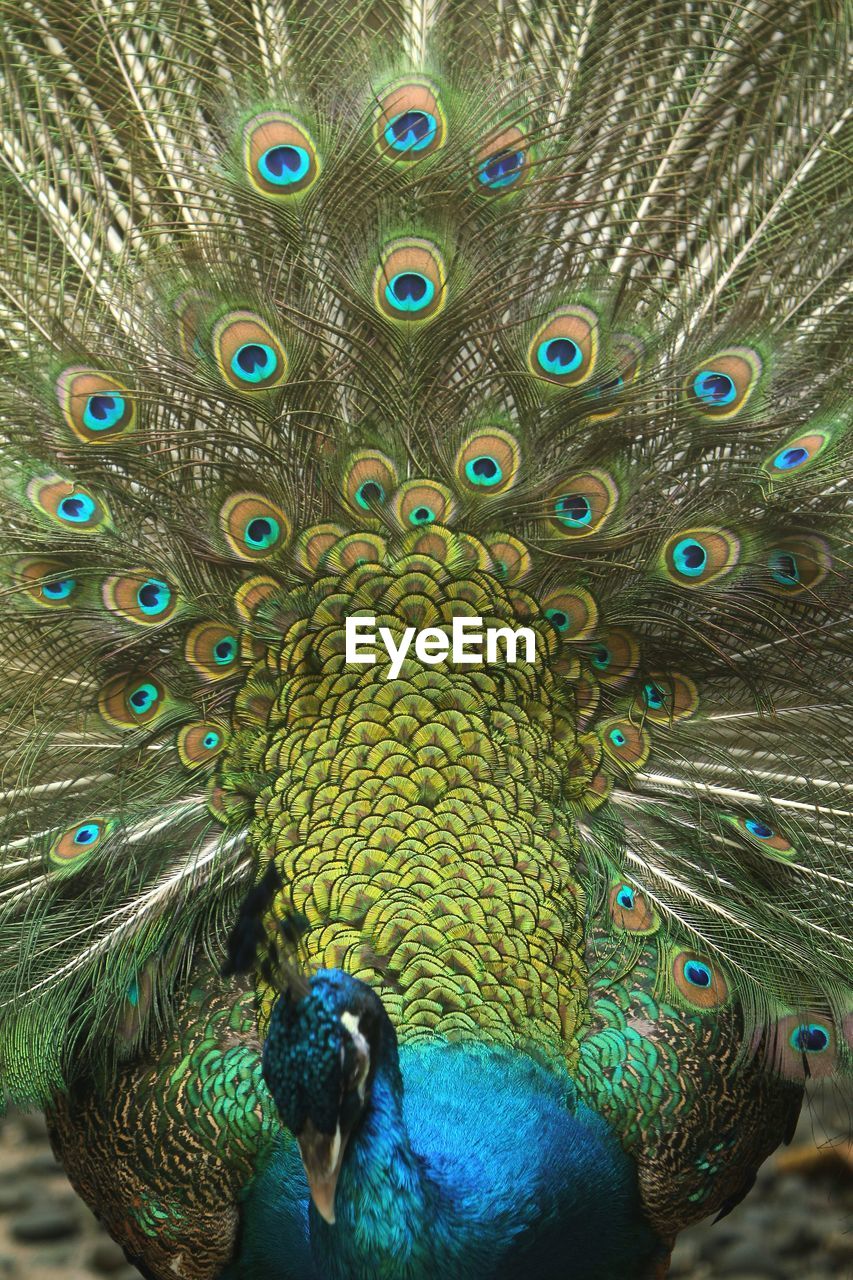 Close-up of peacock 