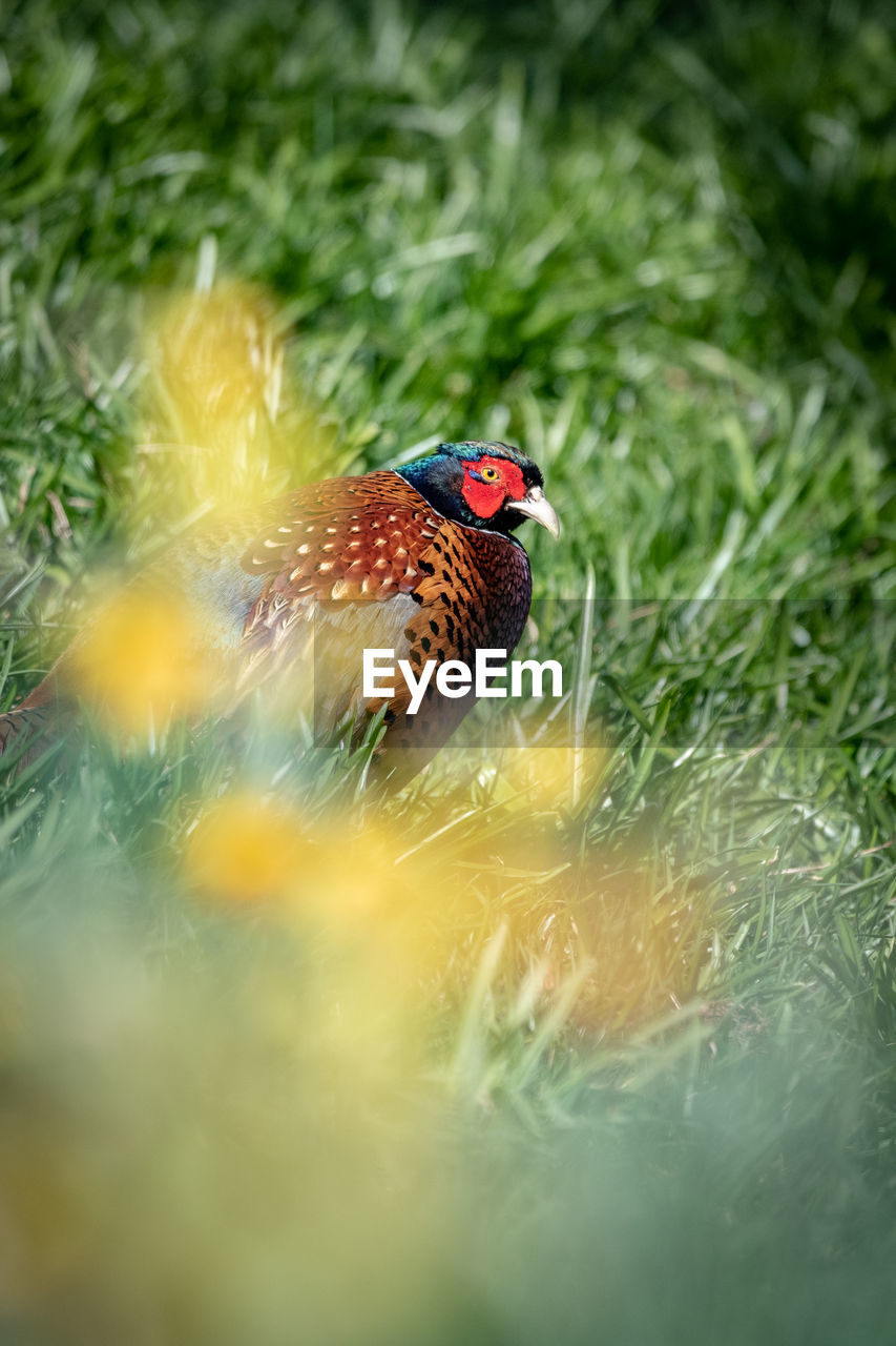 Close-up of bird perching on a land