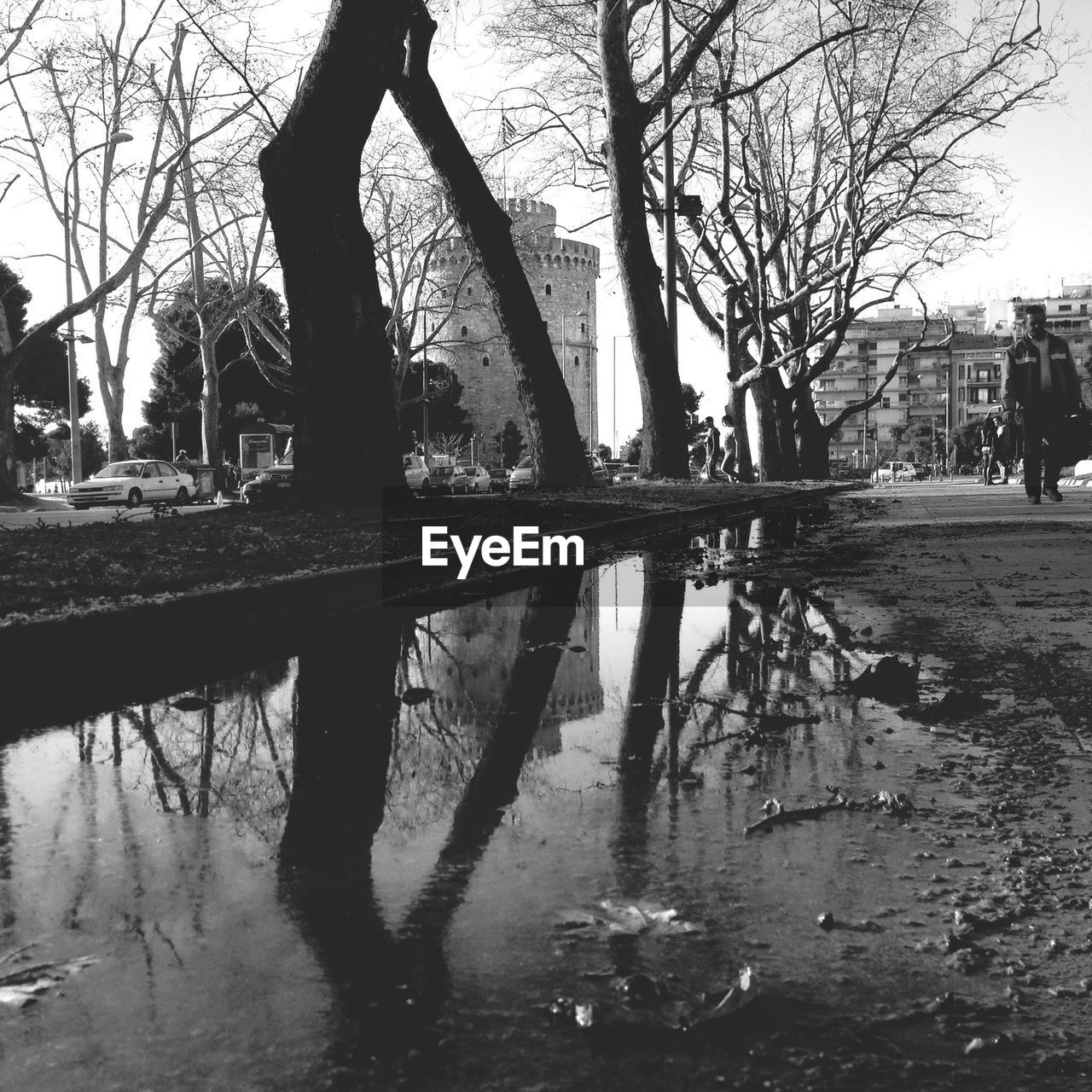 Reflection of tree trunks in puddle