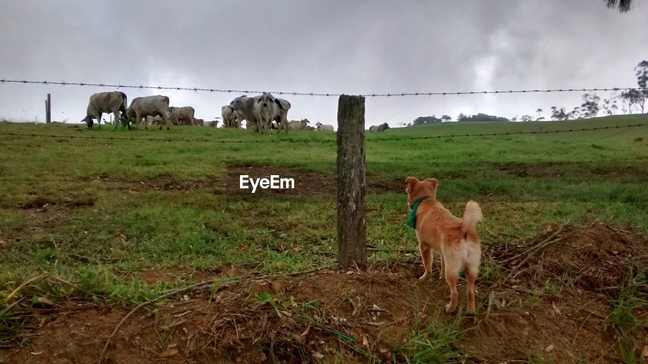 COWS GRAZING ON GRASSY FIELD AGAINST SKY