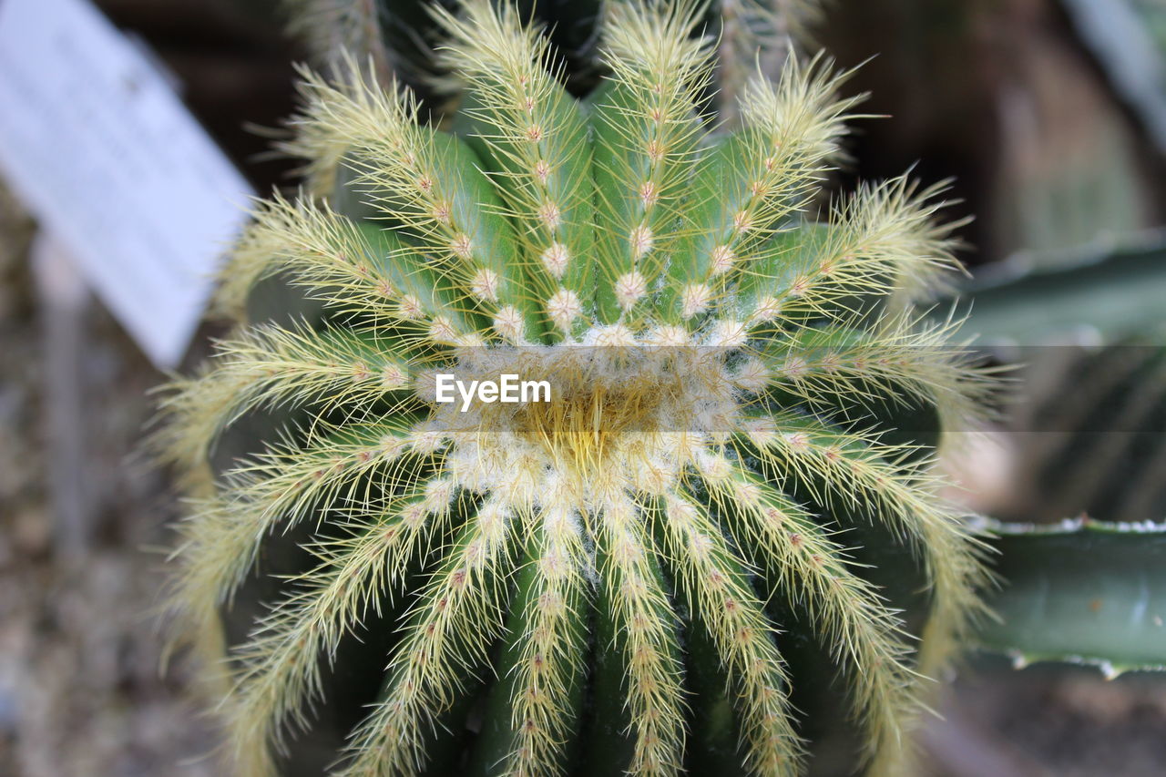 CLOSE-UP OF CACTUS