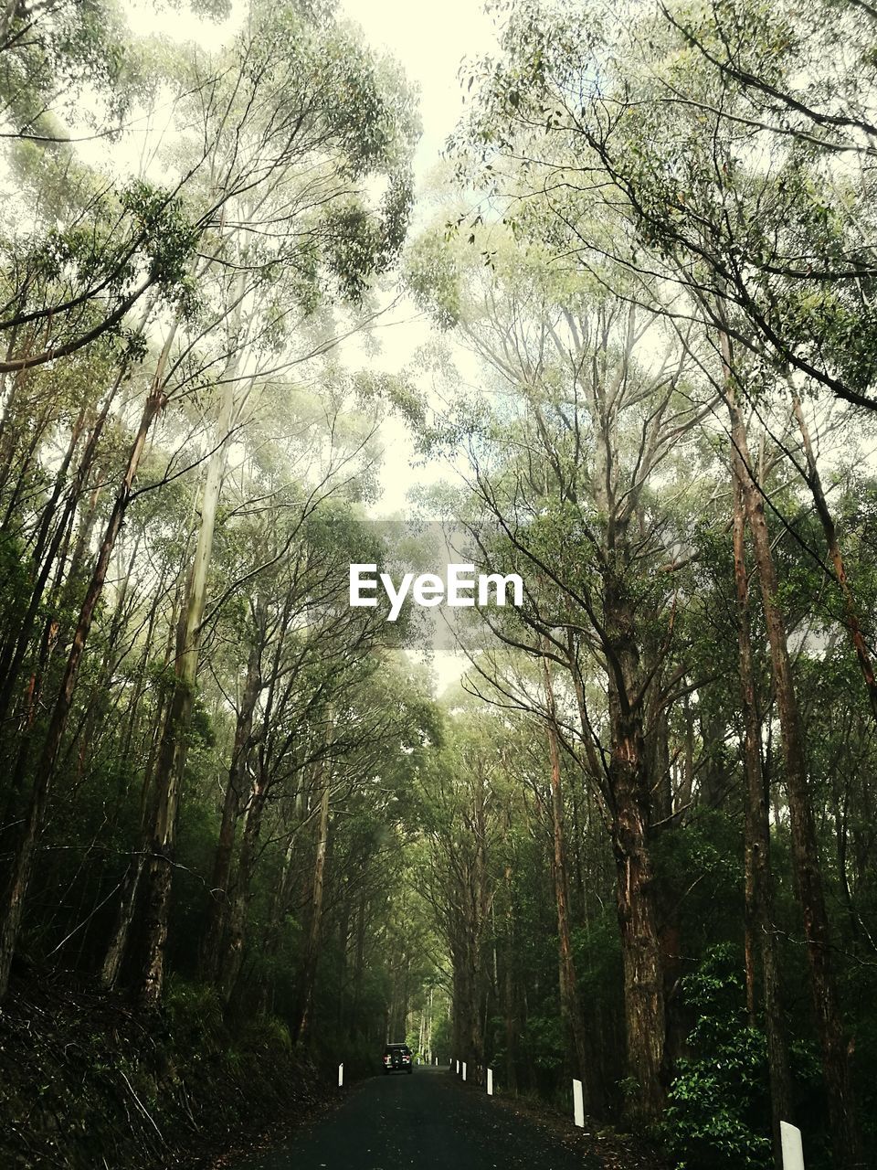 LOW ANGLE VIEW OF TREES IN FOREST