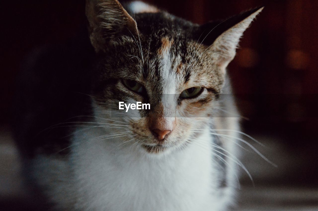 Close-up portrait of a cat