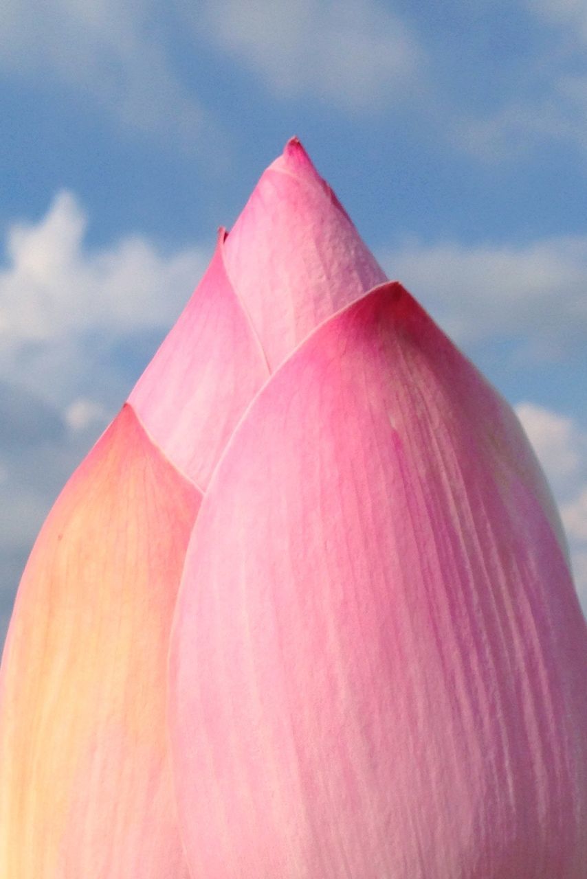 Close-up of pink lotus bud