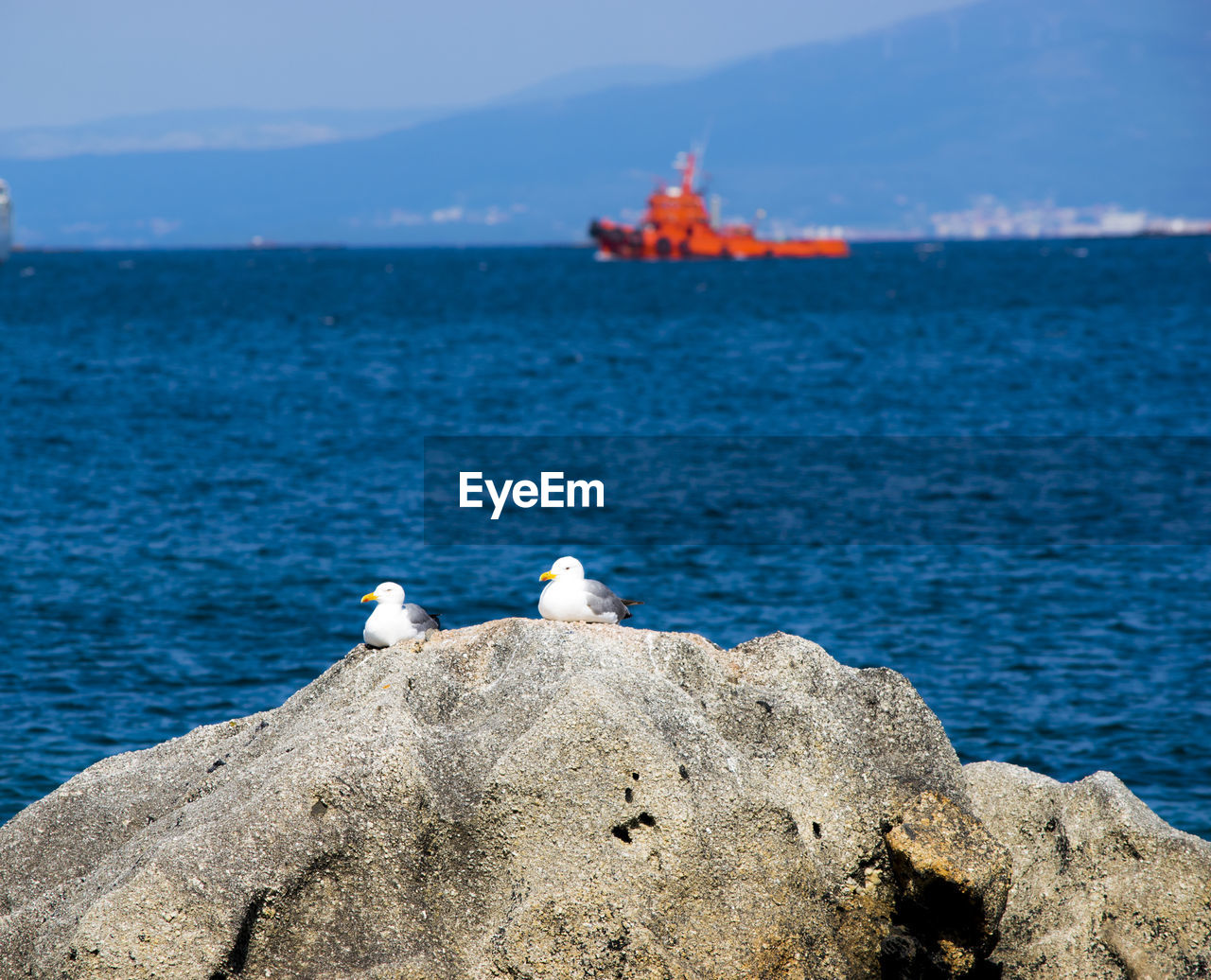 SEAGULL PERCHING ON ROCK BY SEA