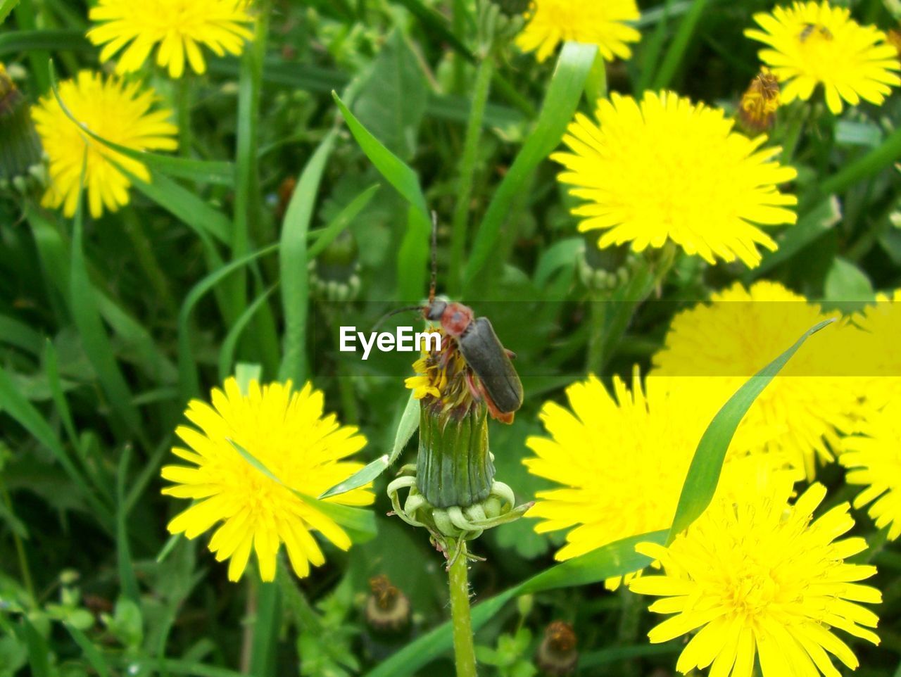 CLOSE-UP OF BEE POLLINATING ON FLOWER