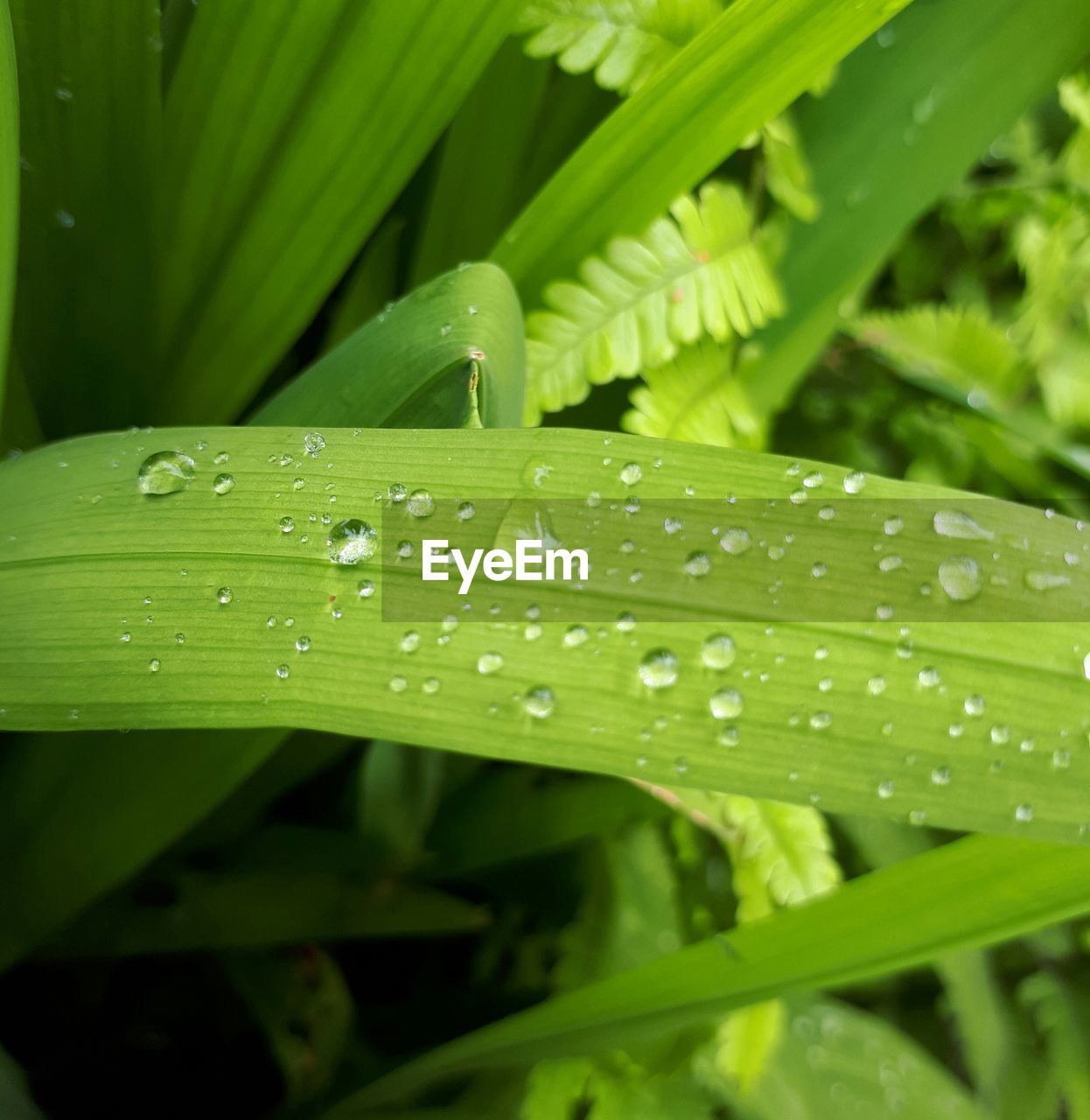 CLOSE-UP OF WET PLANT