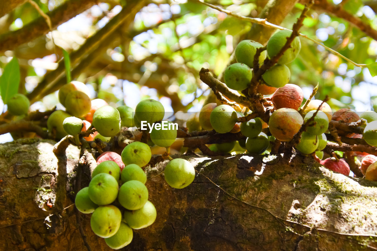 Close-up of figs growing on tree